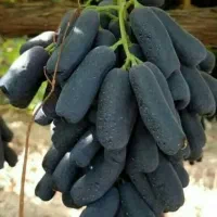 فروش ویژه نهال انگورموندارپ ونهالهای خارجی وایرانی|خدمات باغبانی و درختکاری|شیراز, میرزاکوچک خان|دیوار