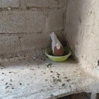 فروش طوقی کرمانشاهی