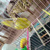 جفت کوتوله نر و ماده|پرنده|زابل, |دیوار