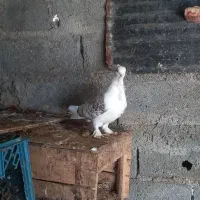 فروش کبوتر بلژیکی