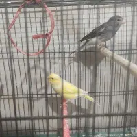 قناری نر و ماده