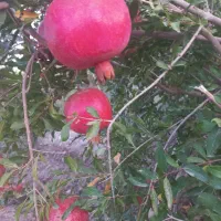 ۵۰۰ متر باغ انار محمودآباد اجاره داده میشود|اجارهٔ دفتر صنعتی، کشاورزی، تجاری|ساوه, |دیوار