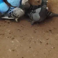 کبوتر سبز
