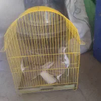 پرشی ۶ عدد|پرنده|اسفراین, |دیوار