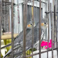 عروس هلندی سه ماهه