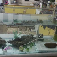 آکواریم دست ساز|ماهی|مبارکه, |دیوار