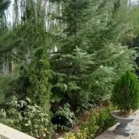 350متر زمین کردان کوهسار کاسبی