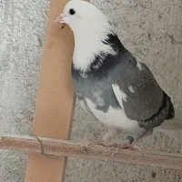 کبوتر|پرنده|گلستان (کرمان), |دیوار