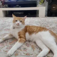 گربه|گربه|همدان, |دیوار