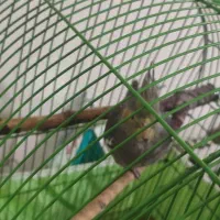 جوجه عروس هلندی