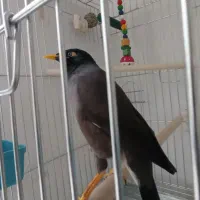 مرغ مینا سخنگو