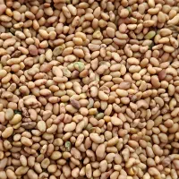 تخم (بذر)یونجه گلوان|خدمات باغبانی و درختکاری|مرند, |دیوار