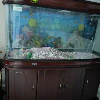 اکواریوم شیشه خم چینی شرکتی چهار درب