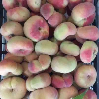 هلو انجیری و سیب فرانسوی