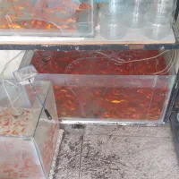 ماهی، آکواریوم، تنگی