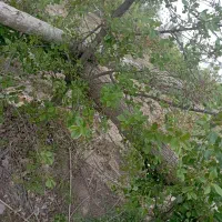 خرید‌فروش‌‌انواع‌چوب