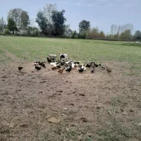 حیوانات خانگی|حیوانات مزرعه|سنگر, |دیوار