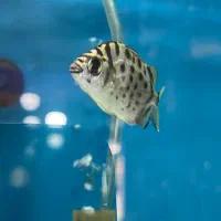 تنها فروشگاه گارانتی دار با ارسال رای*گان در شیراز|ماهی|شیراز, شهرک گلستان|دیوار