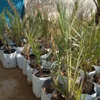 فروش انواع پاجوش|خدمات باغبانی و درختکاری|برازجان, |دیوار