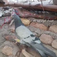 کبوتر سبز بلند و کشیده