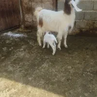 بز با بزغاله نر شکم اول هنوز شیشک نشده