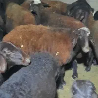 میش آبستن سنگین مایه و بره دار افشار از قوچ هترو