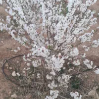 فروش زمین کشاورزی به همراه آب وبرق