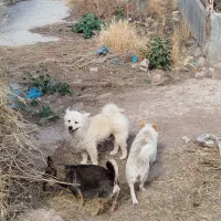 پاکوتا|سگ|یامچی, |دیوار