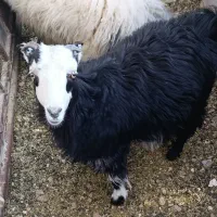 گوسفند زنده