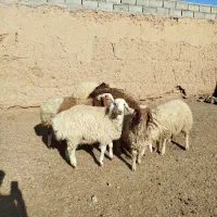 فروش بره نر چاق درجه یک موقعیت سنگان