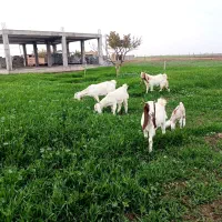 بز و بزغاله گلابی