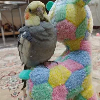 عروس هلندی سخنگو فوقِ رام