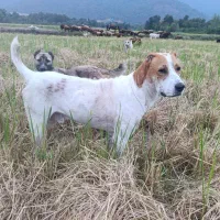 سگ گله گوسفند بسیار هوشیار|سگ|خان ببین, |دیوار