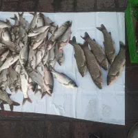 ماهی تازه|ماهی|صومعه‌سرا, |دیوار