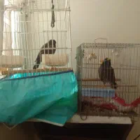 دو عدد مینا|پرنده|قزوین, |دیوار