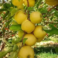 کا‌ر‌گر سیب