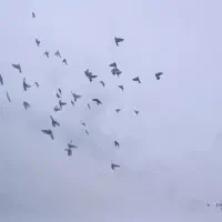 کلوی کفتر  در هم نژاد  اصیل|پرنده|گنبد کاووس, |دیوار