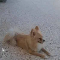 سگ پامر روباهی|سگ|شیراز, شهرک ترکان|دیوار