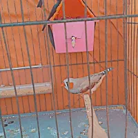 فنچ نر اخمو