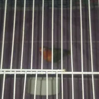 کوتوله پاربلو|پرنده|مشهد, امیر|دیوار