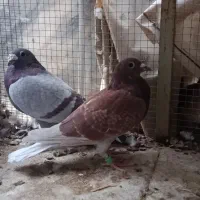 جفت قور