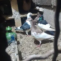 کبوتر همه رقم