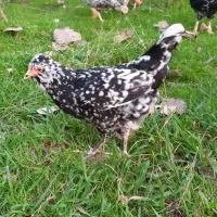 تخم مرغ و جوجه گلین لری فول کیفیت|حیوانات مزرعه|رشت, گلسار|دیوار