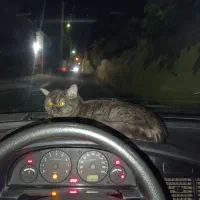 گربه ماده اسکاتیش