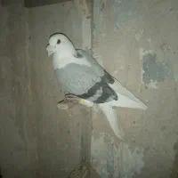 پرنده