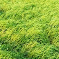 برنج علی کاظمی