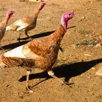 بوقلمون بوربون|حیوانات مزرعه|جعفرآباد, |دیوار