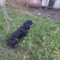 سگ ماده شکاری پوینتر املش