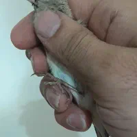 جوجه سهره کرمونی نر|پرنده|کرج, ساماندهی|دیوار