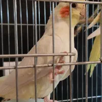 دو عدد عروس هلندی لوتینو زعفرونی و دوتا نر رنگی|پرنده|شاهین‌شهر, فیض|دیوار